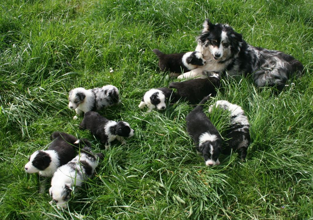 chiot Berger Australien des Ruchers de la Brie