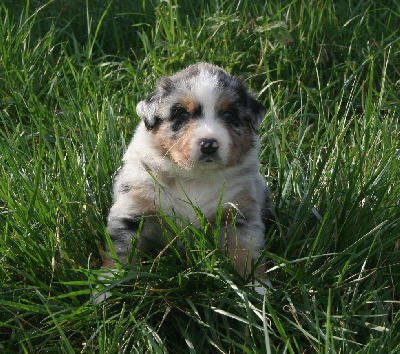 Chiot 3 collier bleu