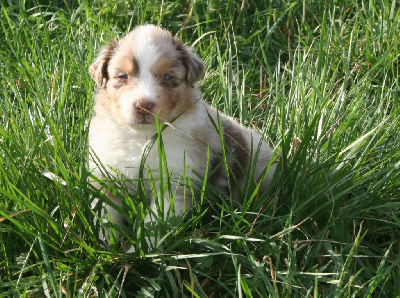 Chiot 1 collier jaune