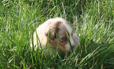 Chiot 1 collier jaune