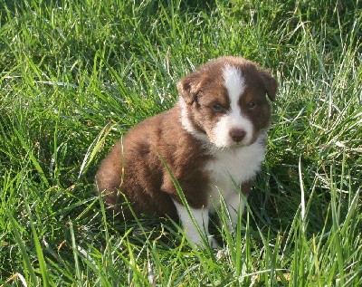 Chiot 6 collier rouge