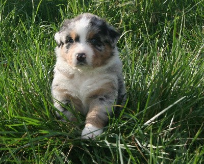 Chiot 3 collier bleu