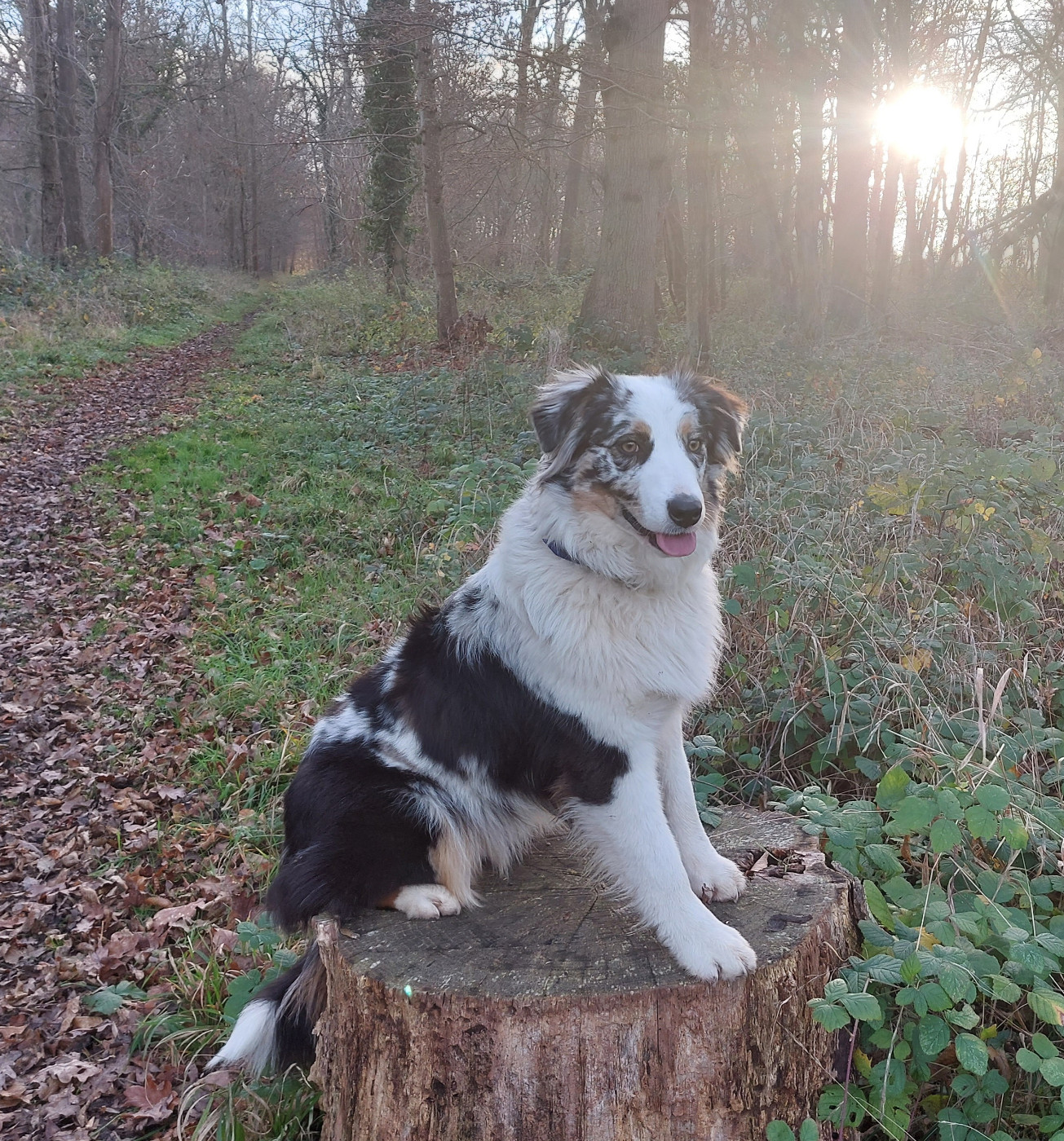 Shiva des Ruchers de la Brie