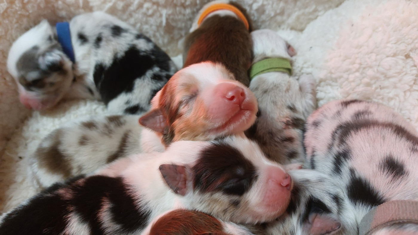 Chiot Berger Australien des Ruchers de la Brie