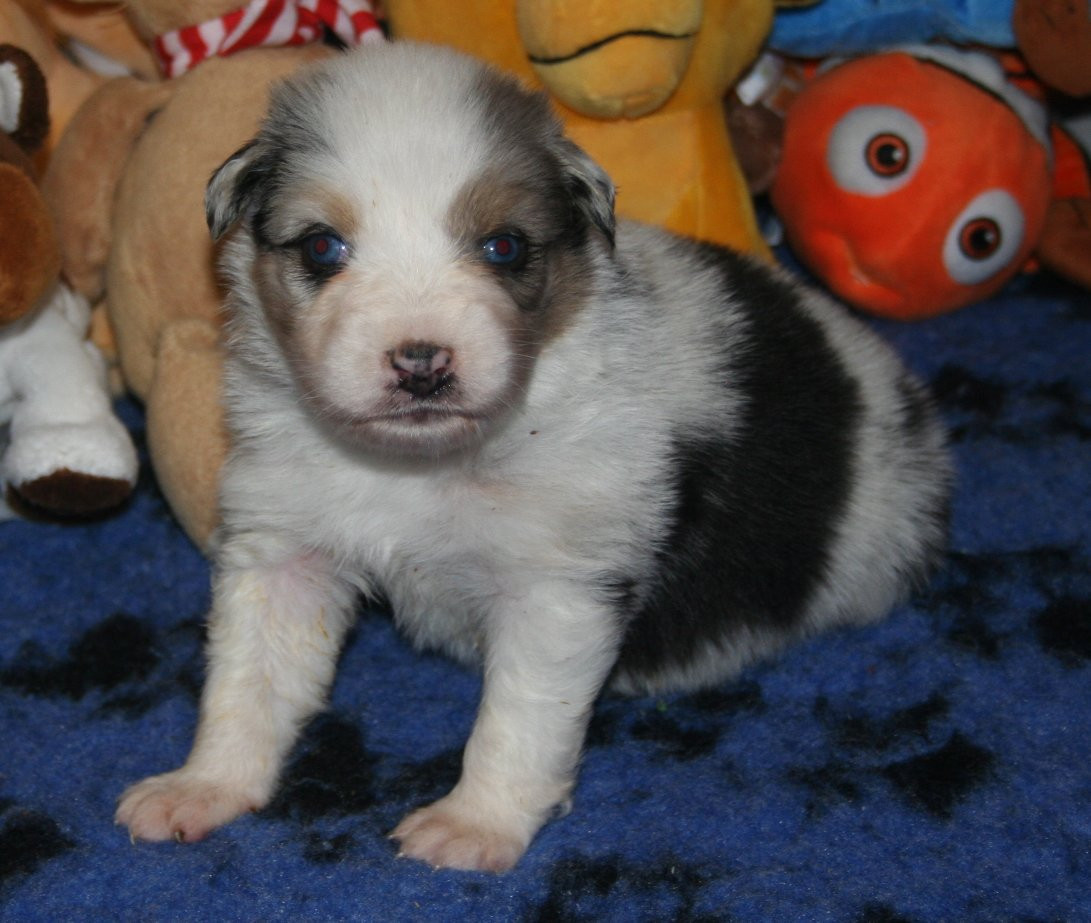 des Ruchers de la Brie - Chiots disponibles - Berger Australien