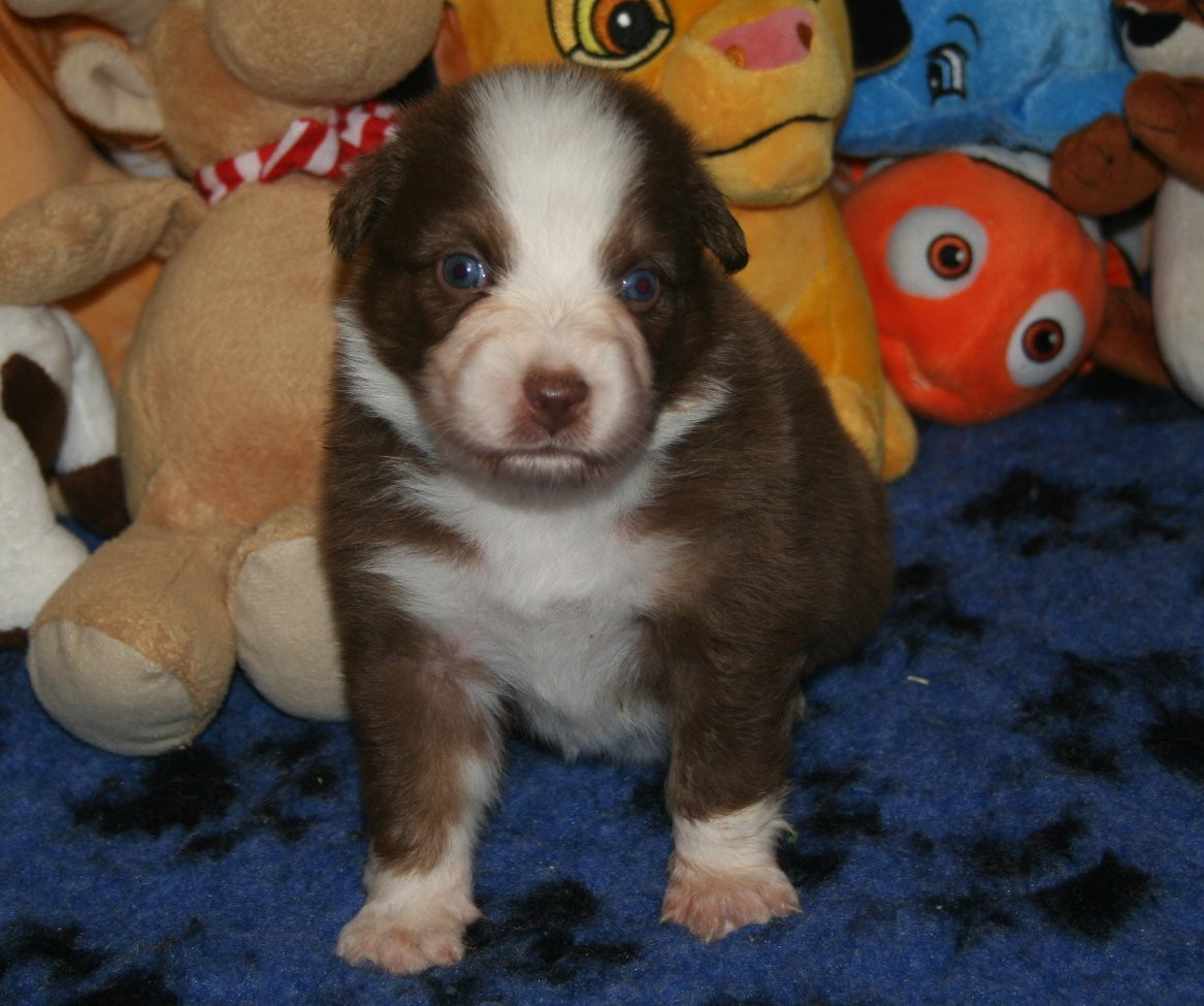 des Ruchers de la Brie - Chiots disponibles - Berger Australien