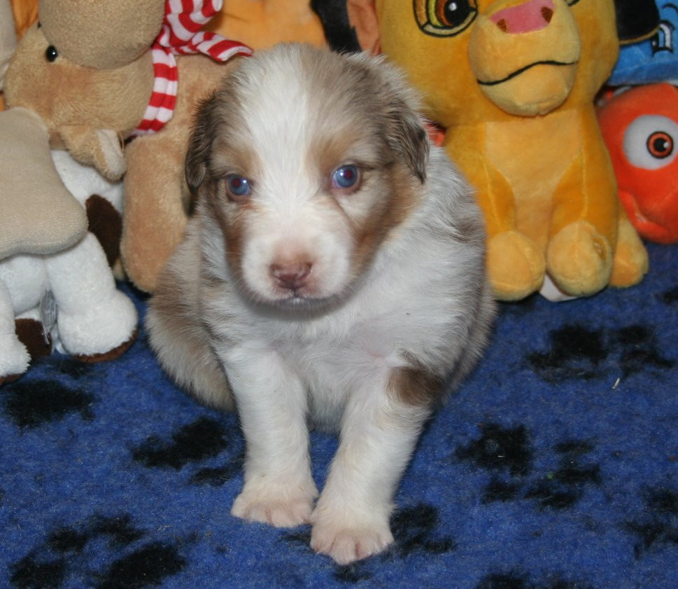 des Ruchers de la Brie - Chiots disponibles - Berger Australien