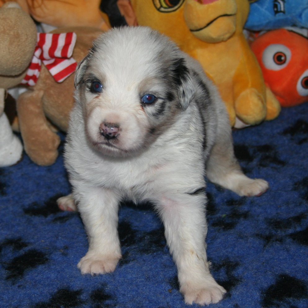 des Ruchers de la Brie - Chiots disponibles - Berger Australien