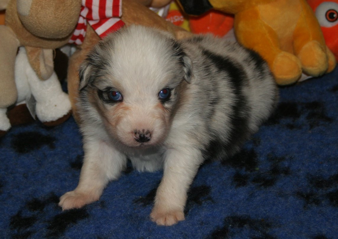 des Ruchers de la Brie - Chiots disponibles - Berger Australien