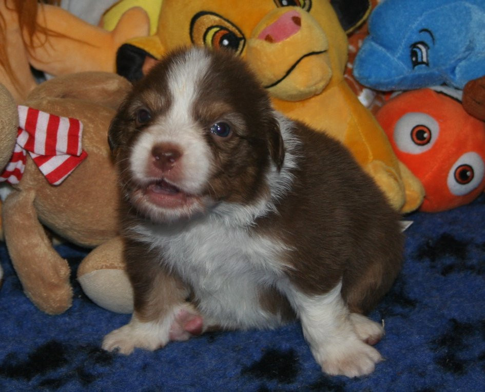 des Ruchers de la Brie - Chiots disponibles - Berger Australien