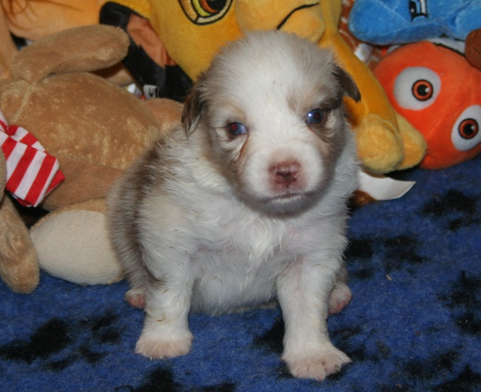 des Ruchers de la Brie - Chiots disponibles - Berger Australien