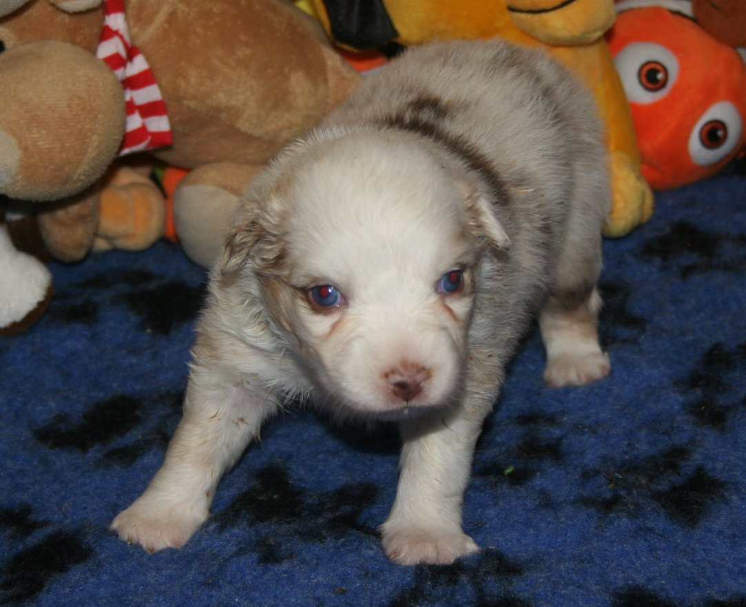 des Ruchers de la Brie - Chiots disponibles - Berger Australien