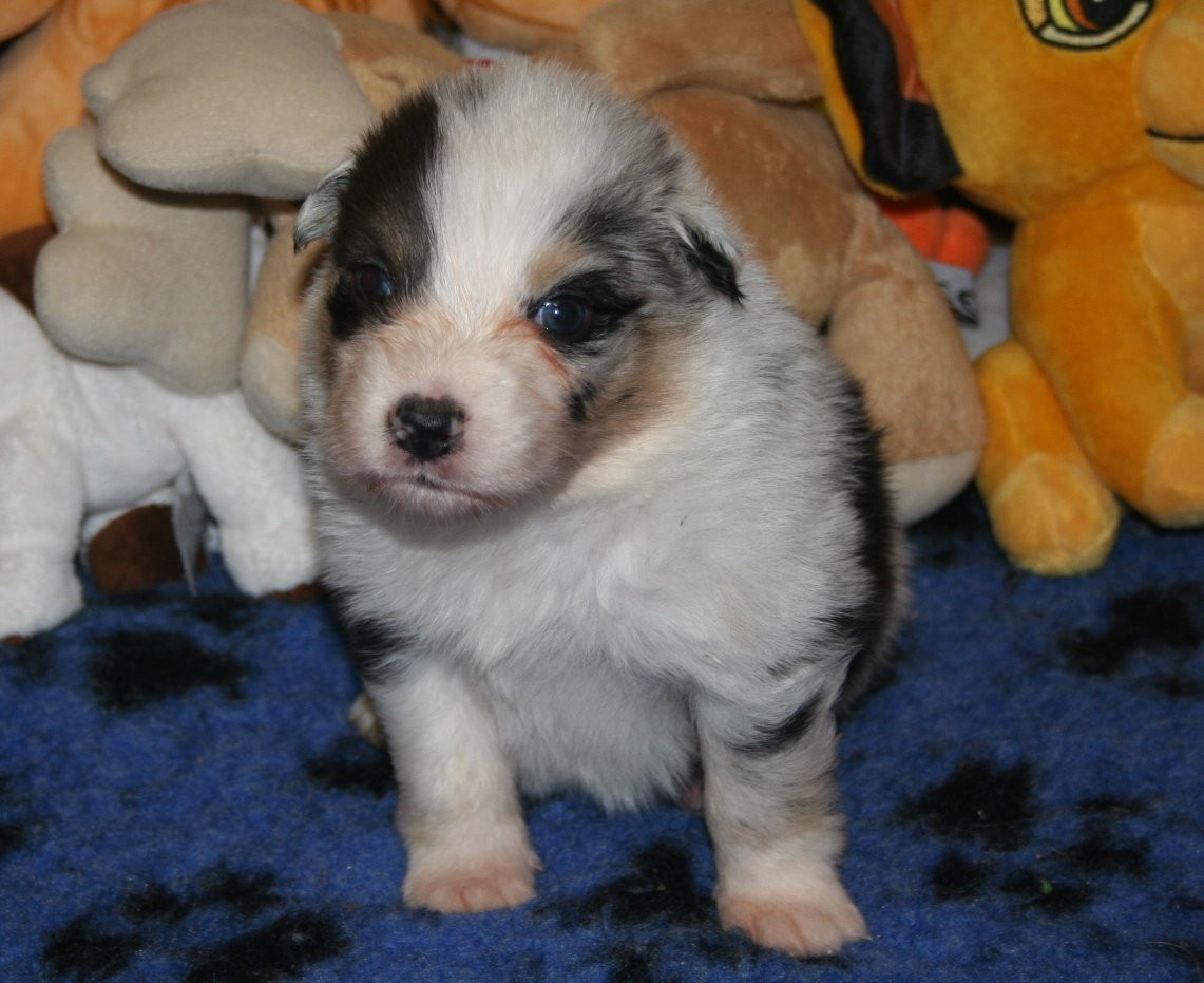 des Ruchers de la Brie - Chiots disponibles - Berger Australien