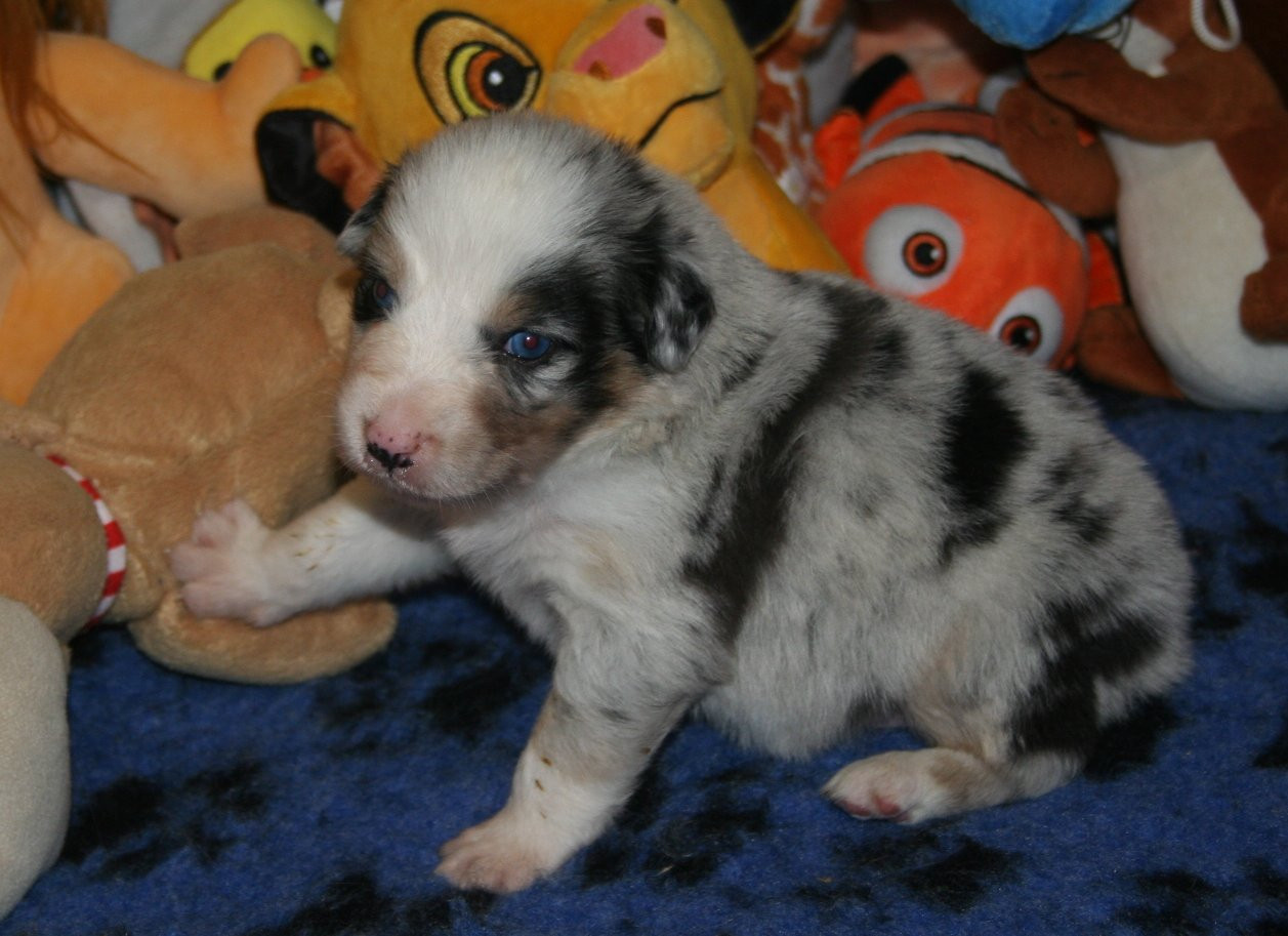 des Ruchers de la Brie - Chiots disponibles - Berger Australien