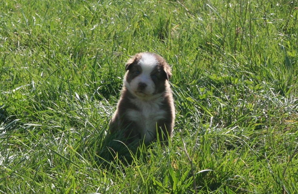 des Ruchers de la Brie - Chiots disponibles - Berger Australien