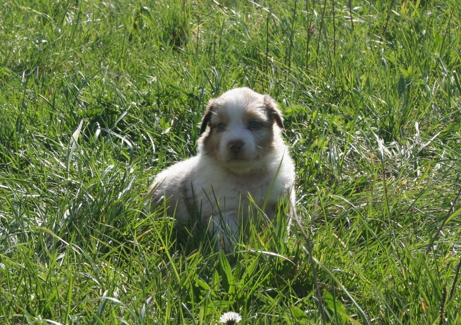 des Ruchers de la Brie - Chiots disponibles - Berger Australien