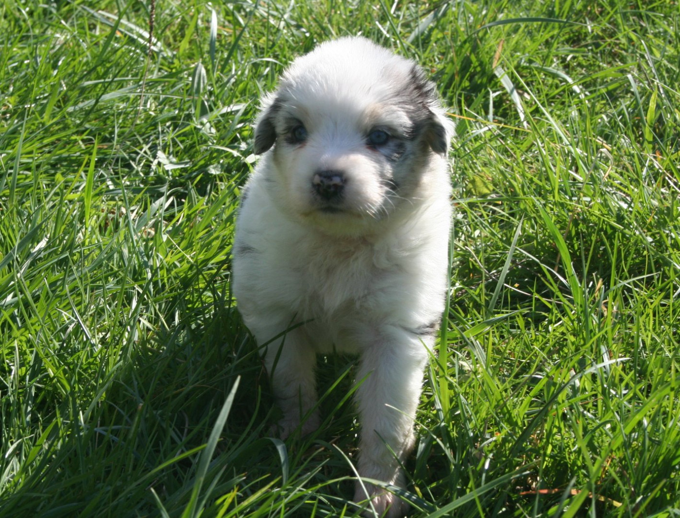 des Ruchers de la Brie - Chiots disponibles - Berger Australien