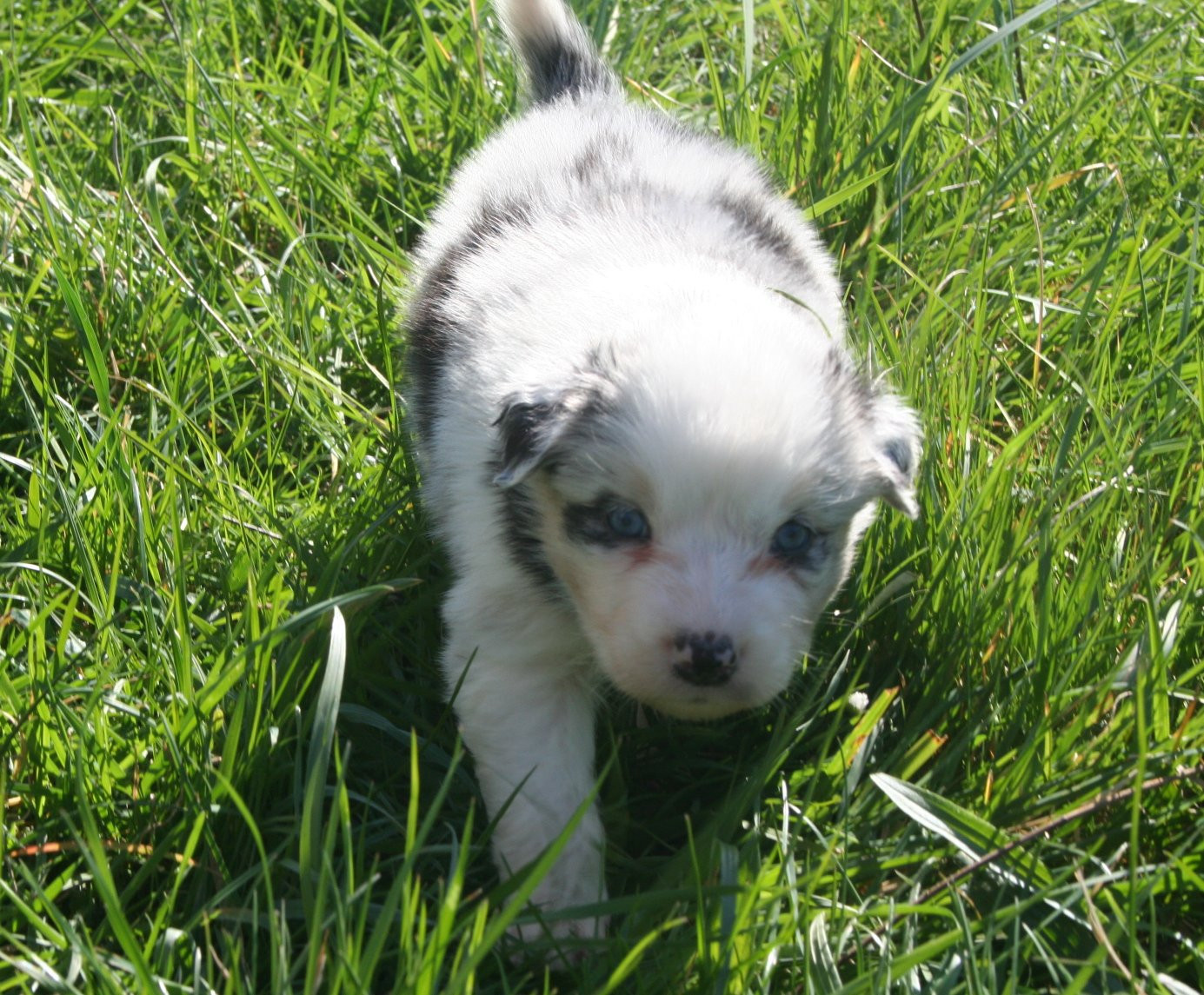 des Ruchers de la Brie - Chiots disponibles - Berger Australien