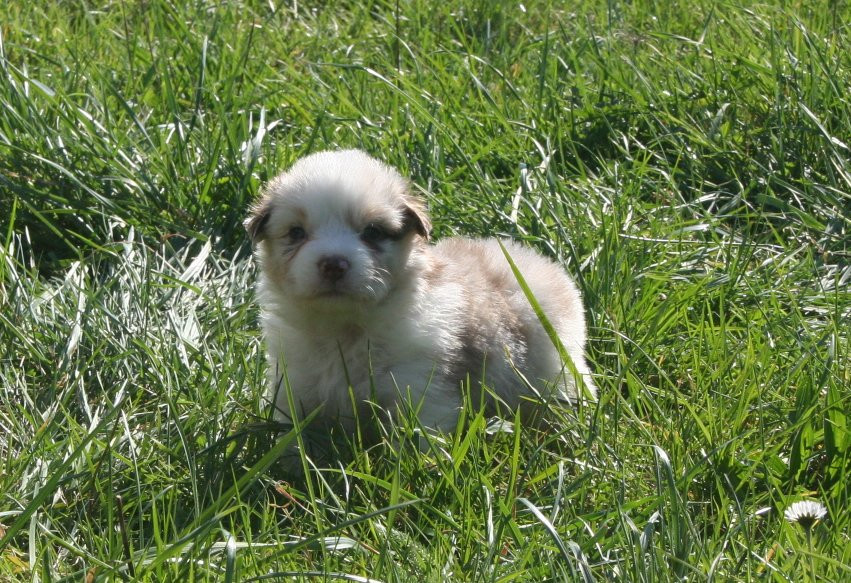 des Ruchers de la Brie - Chiots disponibles - Berger Australien