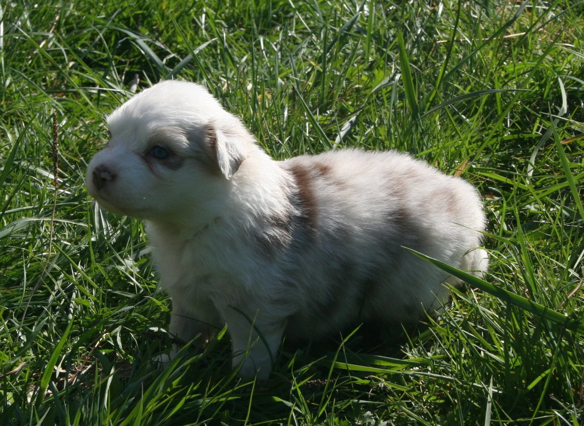 des Ruchers de la Brie - Chiots disponibles - Berger Australien