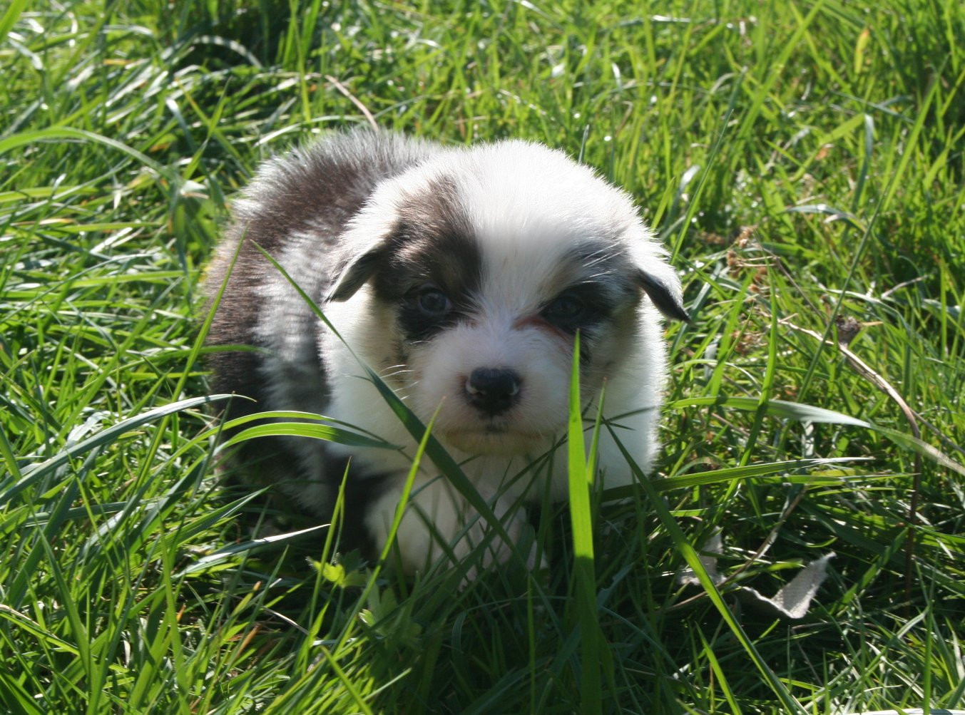 des Ruchers de la Brie - Chiots disponibles - Berger Australien