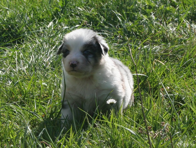 des Ruchers de la Brie - Chiots disponibles - Berger Australien