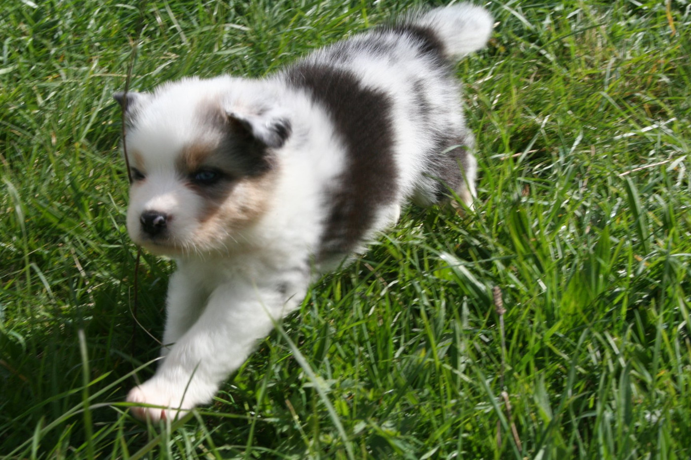 des Ruchers de la Brie - Chiots disponibles - Berger Australien