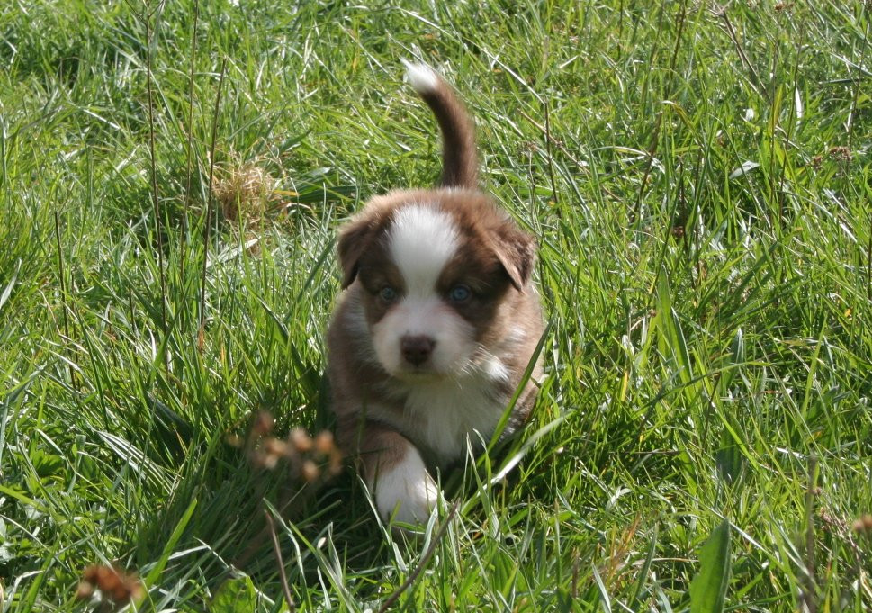 des Ruchers de la Brie - Chiots disponibles - Berger Australien