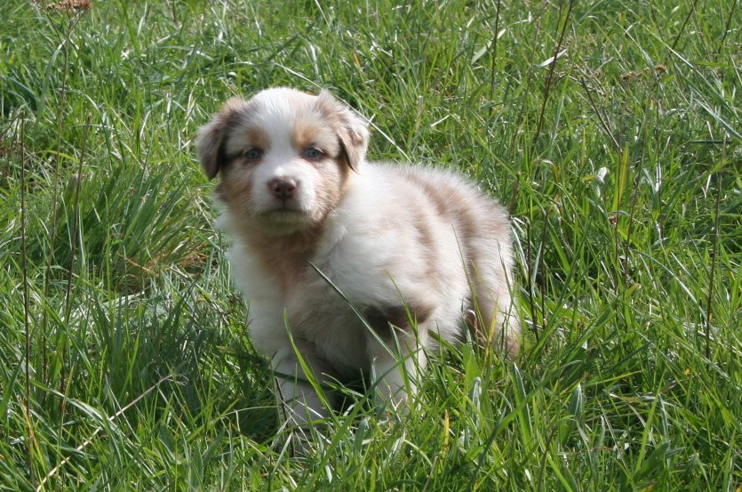des Ruchers de la Brie - Chiots disponibles - Berger Australien