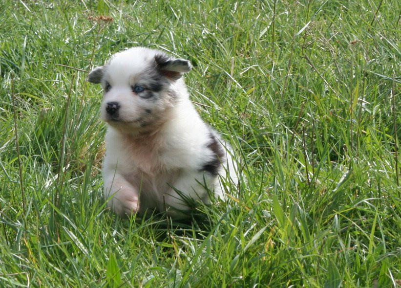 des Ruchers de la Brie - Chiots disponibles - Berger Australien