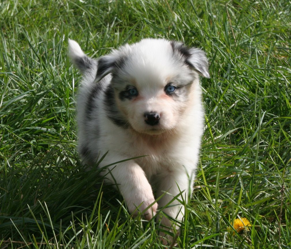 des Ruchers de la Brie - Chiots disponibles - Berger Australien