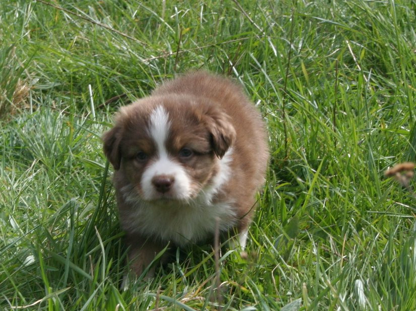 des Ruchers de la Brie - Chiots disponibles - Berger Australien