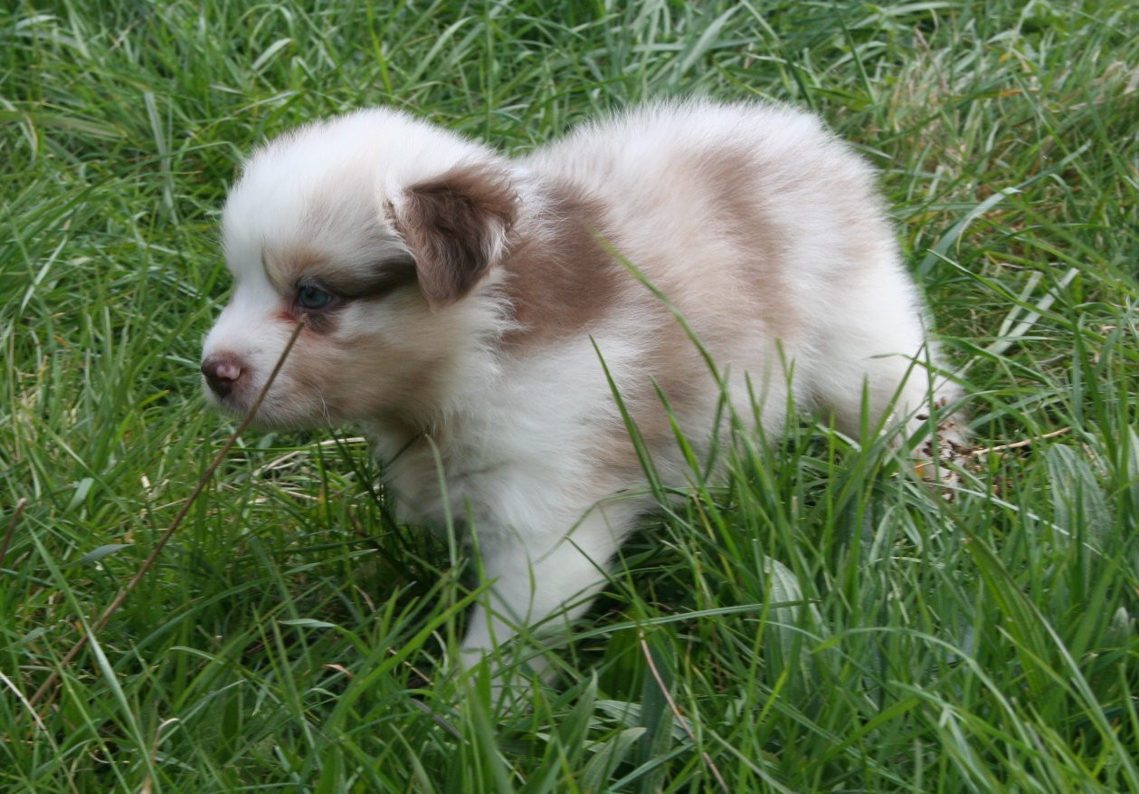 des Ruchers de la Brie - Chiots disponibles - Berger Australien