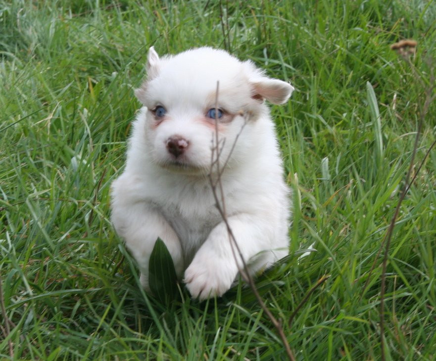 des Ruchers de la Brie - Chiots disponibles - Berger Australien