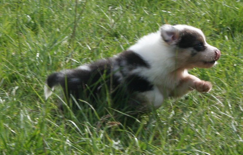 des Ruchers de la Brie - Chiots disponibles - Berger Australien