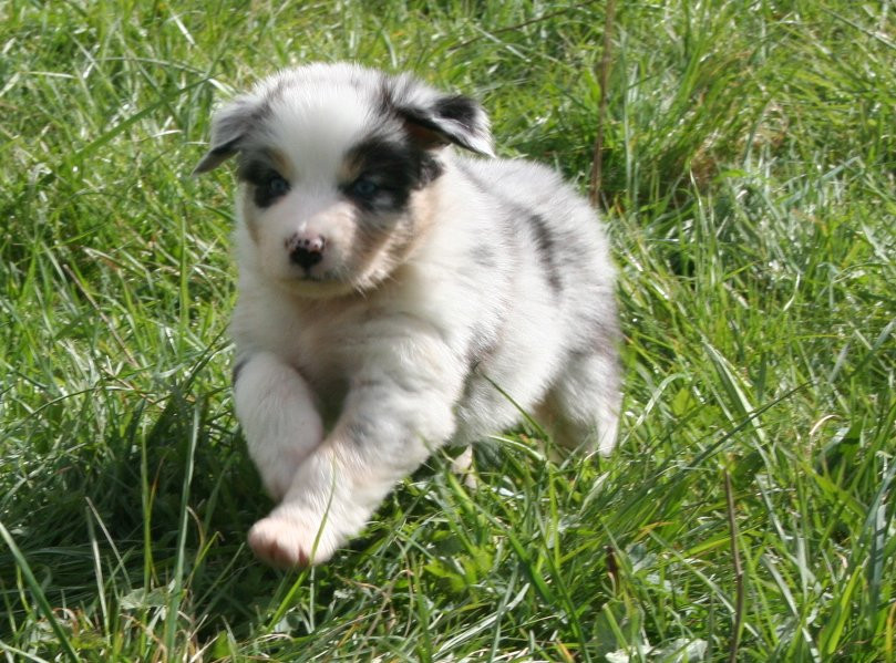 des Ruchers de la Brie - Chiots disponibles - Berger Australien