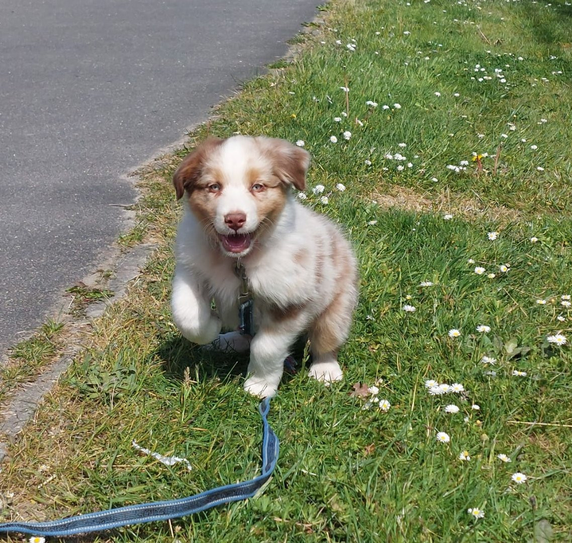 des Ruchers de la Brie - Chiots disponibles - Berger Australien