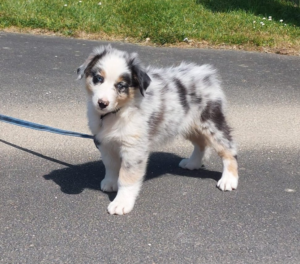 des Ruchers de la Brie - Chiots disponibles - Berger Australien