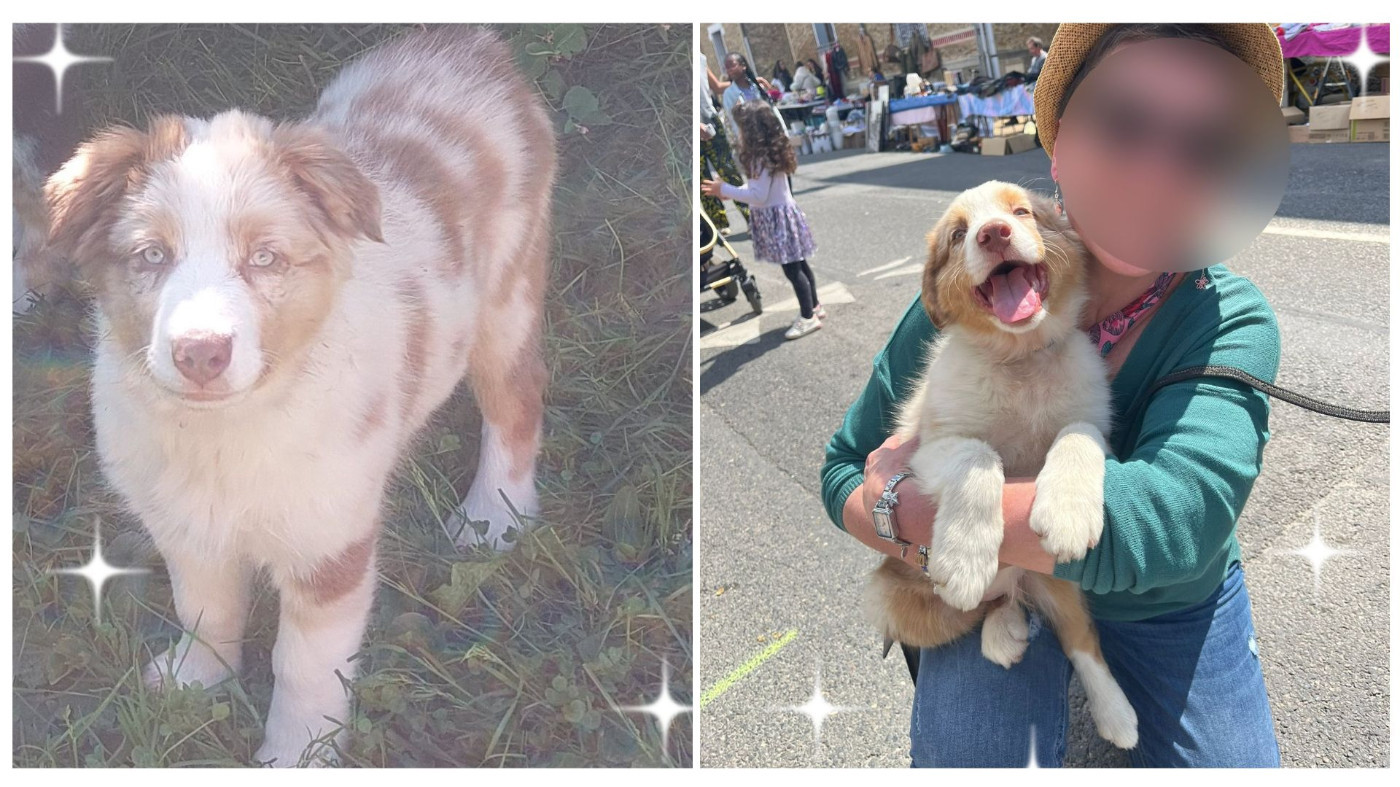 des Ruchers de la Brie - Chiots disponibles - Berger Australien