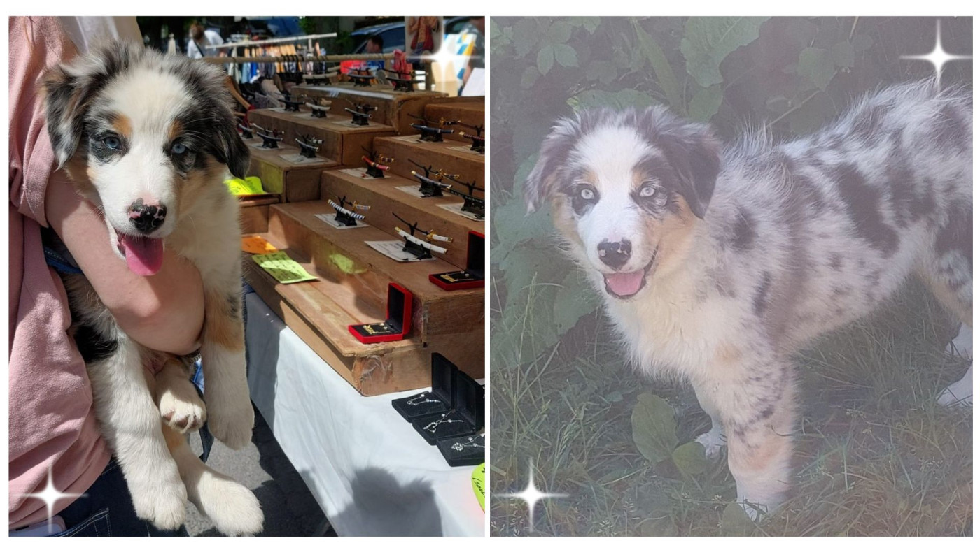 des Ruchers de la Brie - Chiots disponibles - Berger Australien